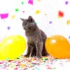 why are cats afraid of balloons
