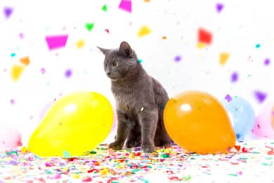 why are cats afraid of balloons