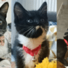 Mitzy the Tuxie