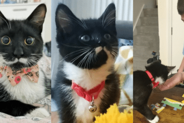 Mitzy the Tuxie