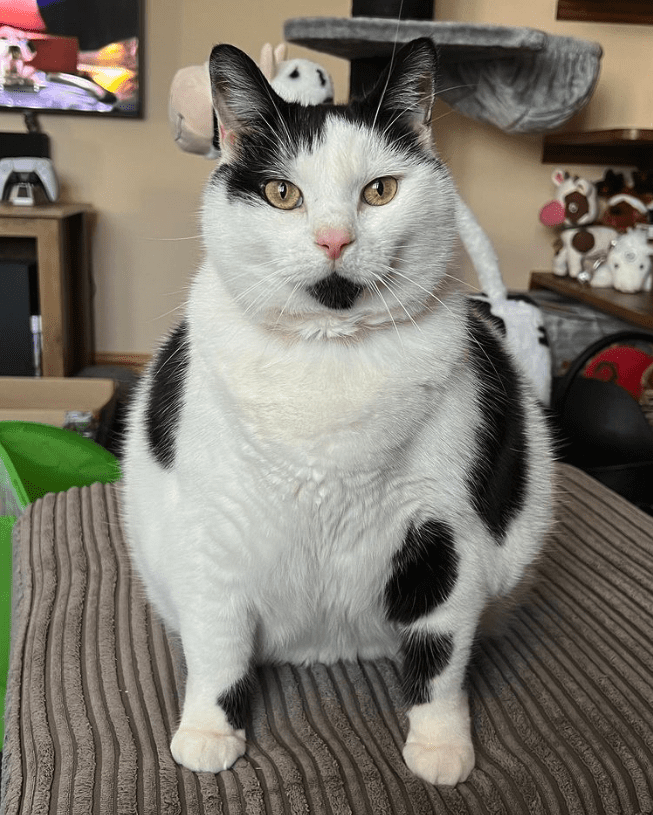 Keith The Cat-Cow