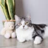 are snake plants toxic to cats?