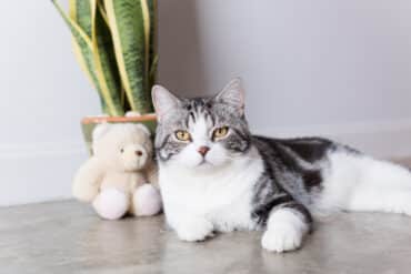 are snake plants toxic to cats?