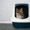 PetSafe ScoopFree Premium Crystal Cat Litter