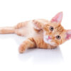 about ginger tabby cats