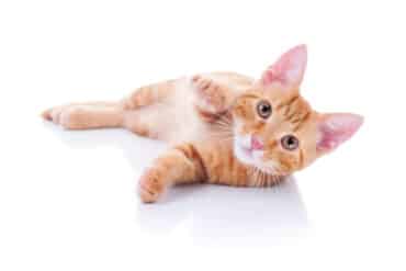 about ginger tabby cats