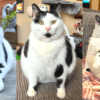 Keith the Cat Cow