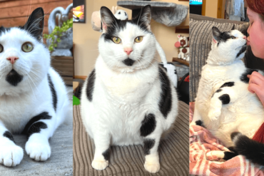 Keith the Cat Cow
