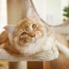 about ginger tabby cats