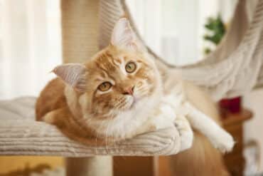 about ginger tabby cats