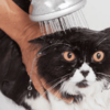 the best shampoos for cats