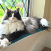 Norwegian Forest tuxedo cat