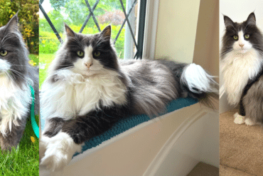 Norwegian Forest tuxedo cat