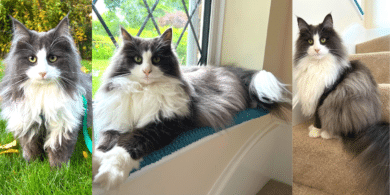 Norwegian Forest tuxedo cat