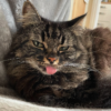 Shy Toothless Rescue Kitty Learns To Trust And Feel Love