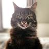 Shy Toothless Rescue Kitty Learns To Trust And Feel Love