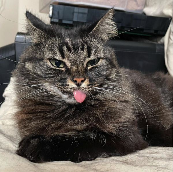 Shy Toothless Rescue Kitty Learns To Trust And Feel Love