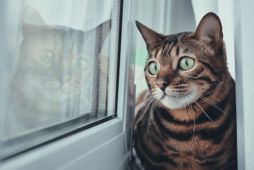how to protect your cat if you pass away