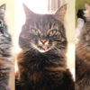 luna bleps