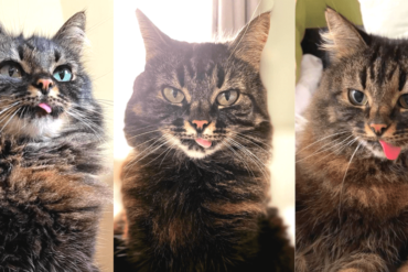 luna bleps