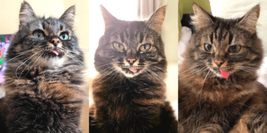 luna bleps
