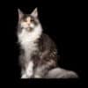 longhair calico cat maine coon