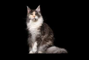 longhair calico cat maine coon
