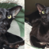 Maja the Oriental Cat