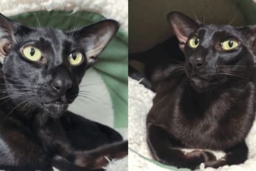 Maja the Oriental Cat