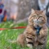 camping with your cat