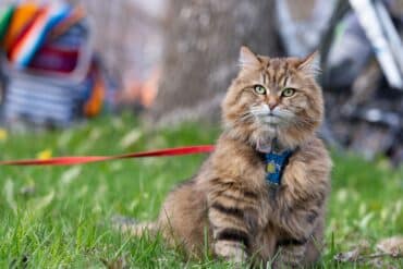 camping with your cat