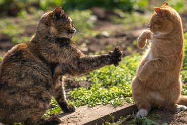 why don't cats make eye contact