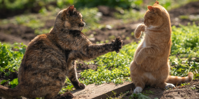 why don't cats make eye contact