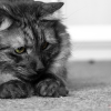 why do cats chase laser pointers