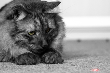 why do cats chase laser pointers