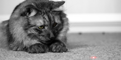 why do cats chase laser pointers