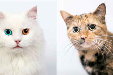 cat pupils