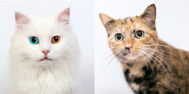 cat pupils