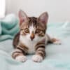 signs that a cat is your spirit animal