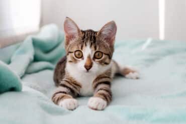 signs that a cat is your spirit animal