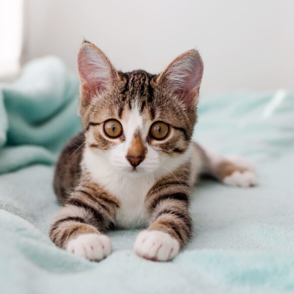 signs that a cat is your spirit animal