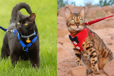 how to leash train a cat