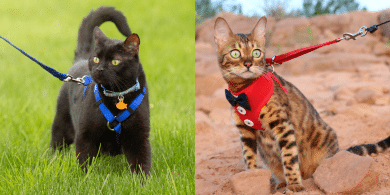 how to leash train a cat