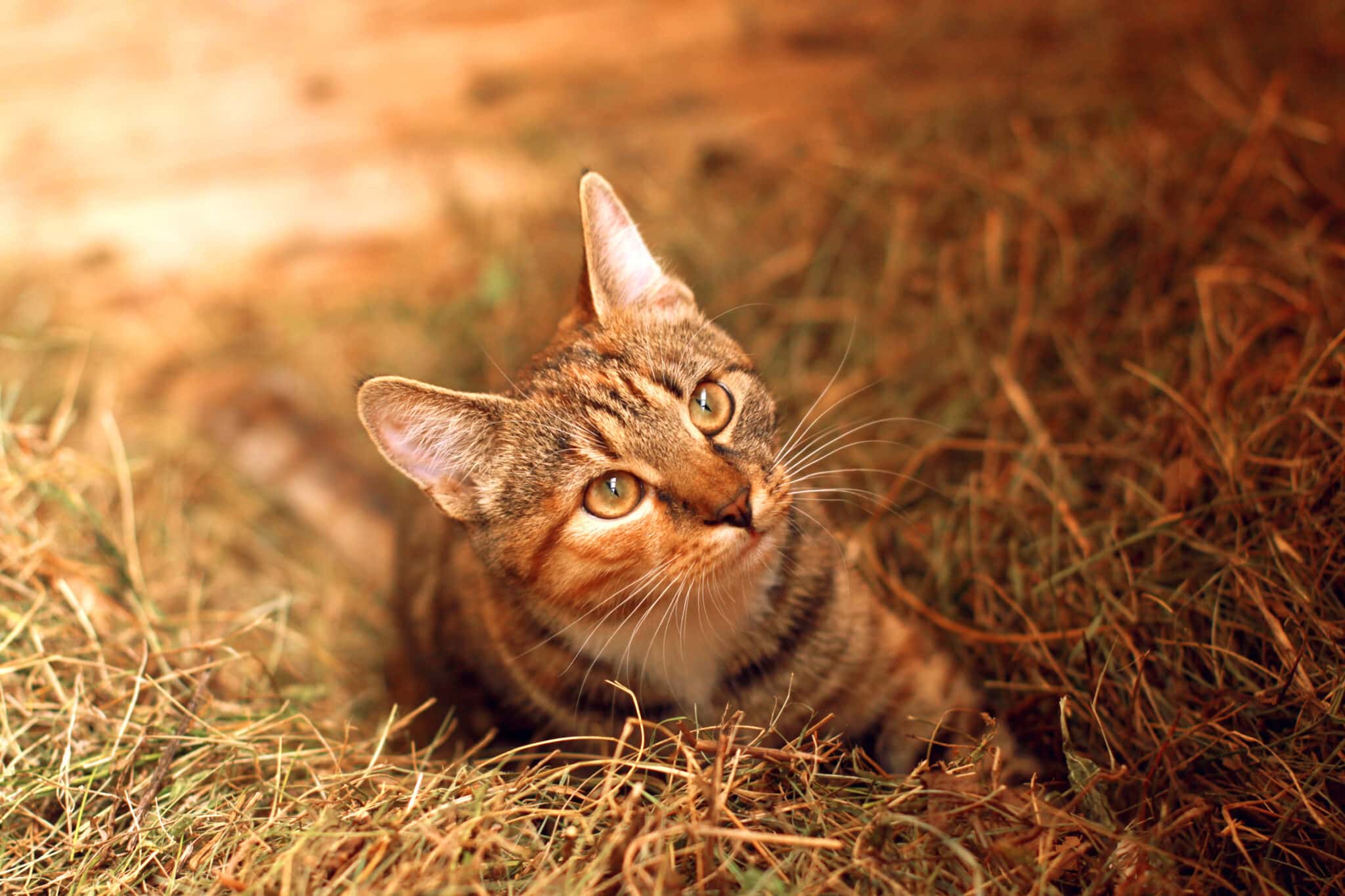 What Is A Working Cat?