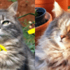 Scar the pirate cat