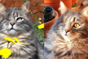 Scar the pirate cat
