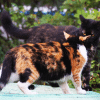 two cats fighting