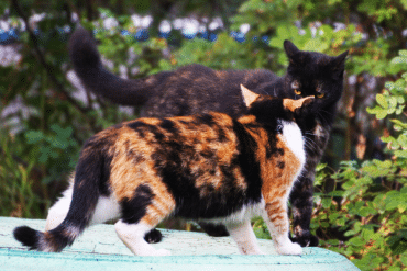 two cats fighting