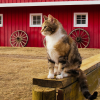 What is a working cat?