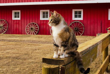 What is a working cat?